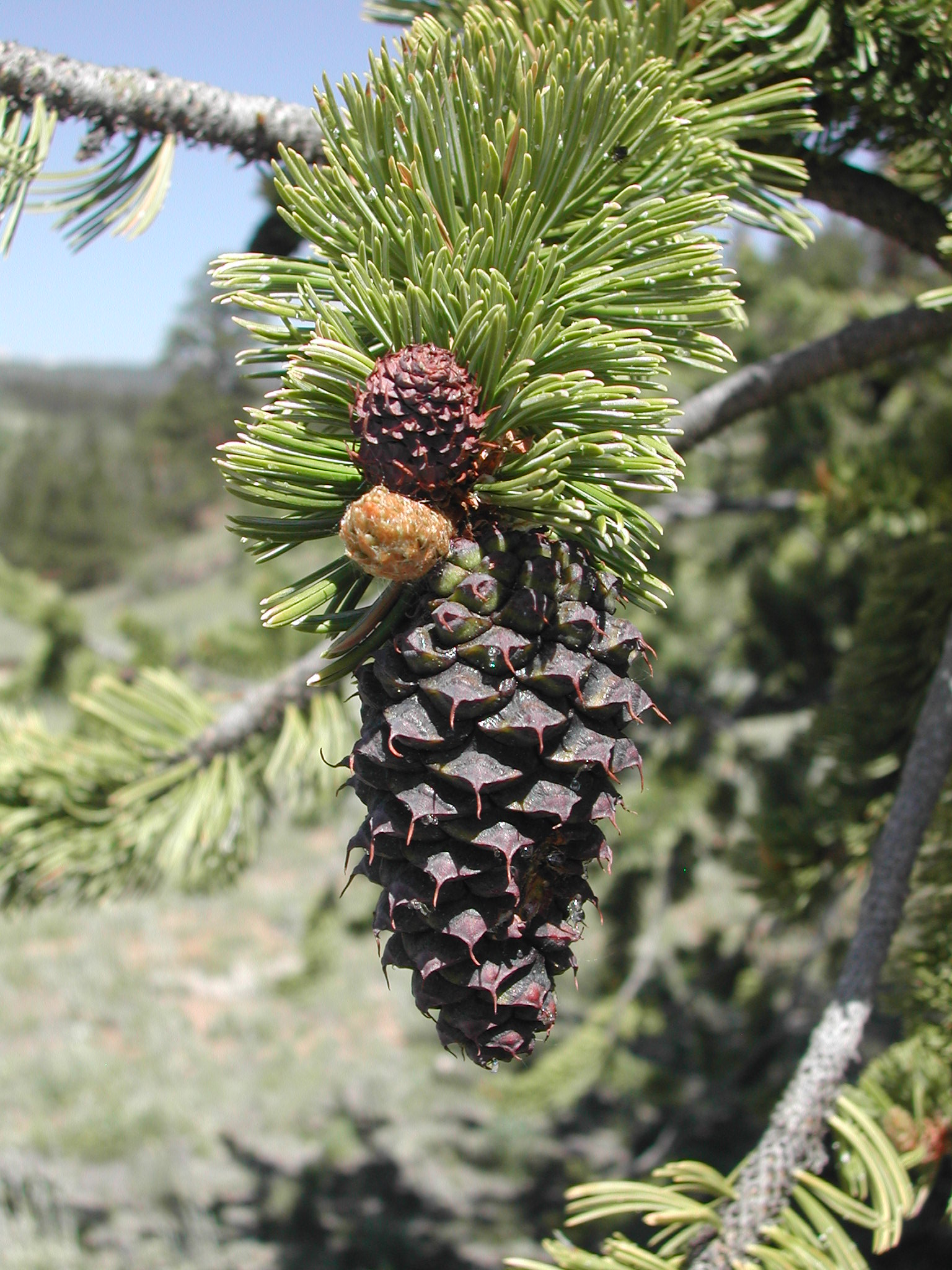 Второе характерное отличие - шишки. Они заметно различаются по длине шипа на чешуе: у Pinus longaeva он не более 5 мм длиной, у Pinus longaeva (на снимке) – не менее 10 мм.